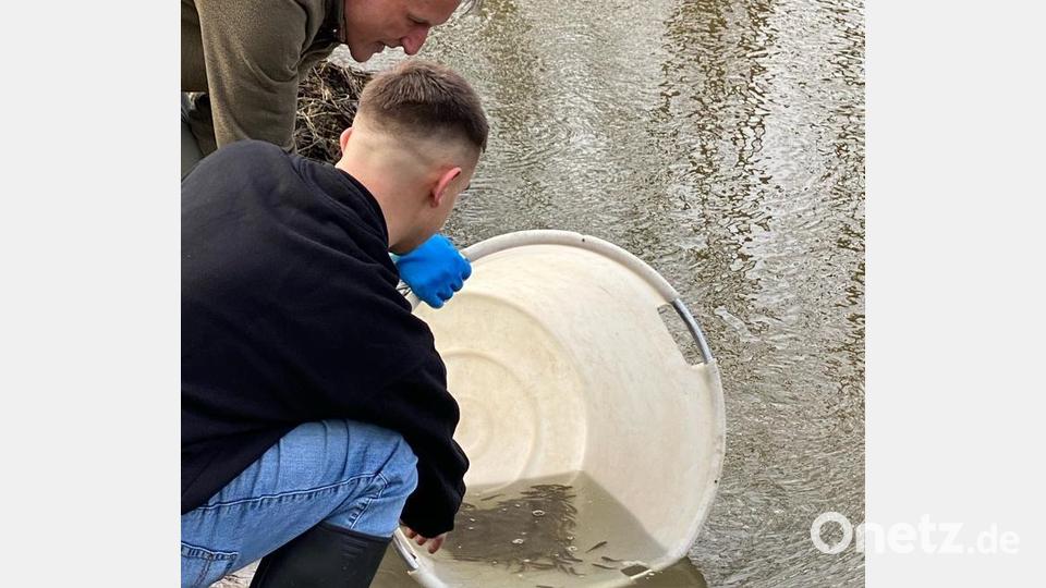 Günter Graßler und Marco Weiß (vorne) setzen mehrere Tausend Nasen und Nerflinge in die Vils. Bild: oe