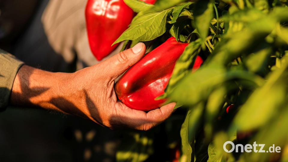 Paprika gedeiht vor allem in Regionen, in denen ausreichend Licht und Wärme zur Verfügung stehen. Symbolbild:  Zoran Zeremski/stock.adobe.com