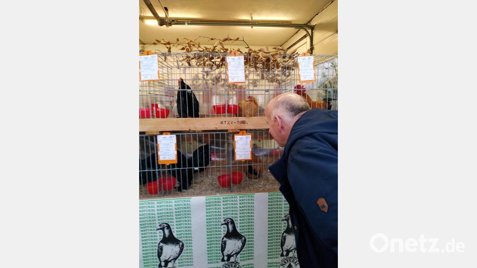 Bei der traditionellen Lokalschau des Kleintierzuchtvereins Tännesberg und Umgebung konnten die Besucher eine Vielfalt an Geflügel bestaunen. Bild: rfi