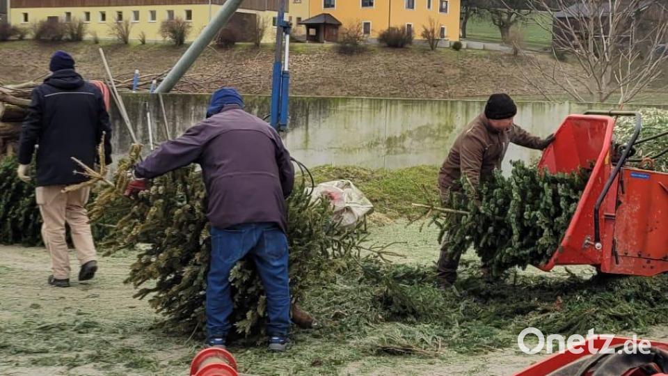 Häckseln der Weihnachtsbäume auf dem Hof der Familie Fütterer in Sassenhof. Bild: SPD Erbendorf-Wildenreuth/exb