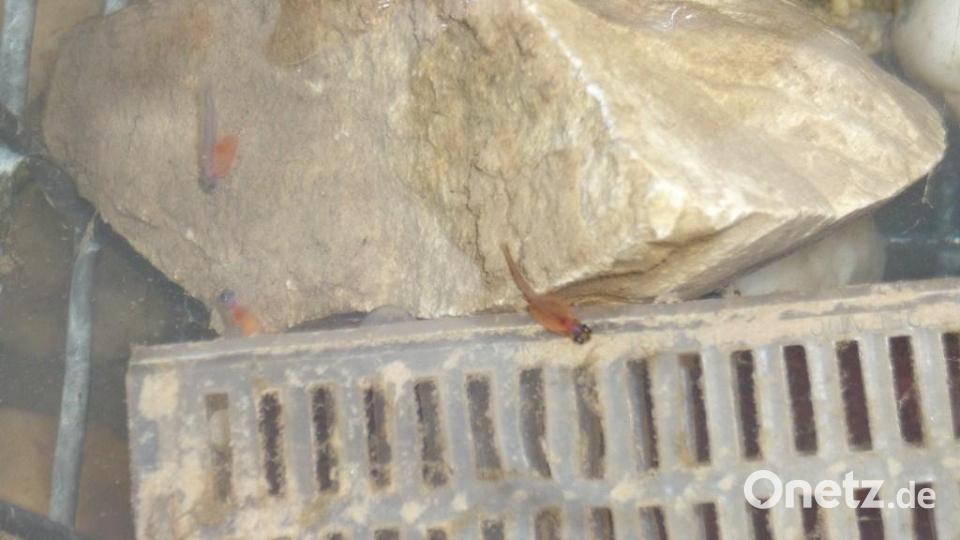 Ein Erfolg für die Mitglieder des Fischereivereins: eine kleine Bachforelle. Bild: pop