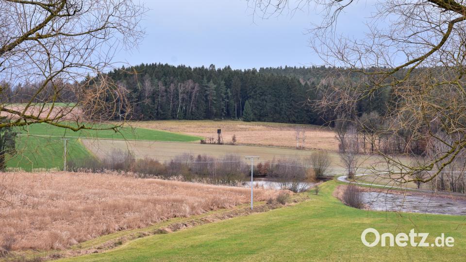 Der Wald unterhalb von Massenricht soll Vorrangfläche für Windräder werden. Das hat der Hirschauer Stadtrat am Mittwoch mehrheitlich so entschieden. Bild: Stephan Huber