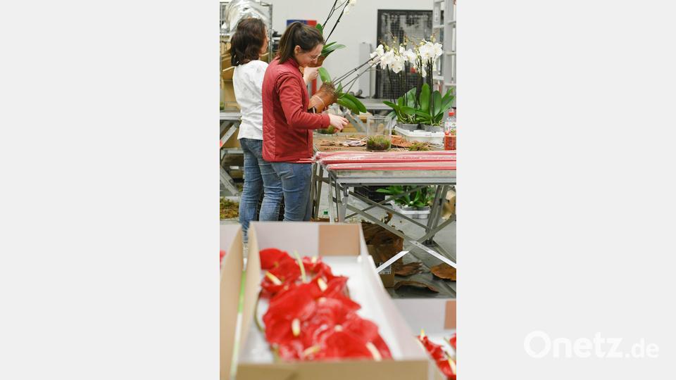 30 Helfer sind den ganzen Freitag im Einsatz, die Blumen in Szene zu setzen. Bild: Gabi Schönberger