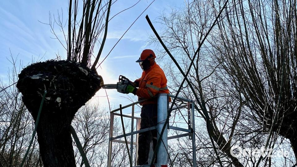 Erste Vorboten des Frühlings in Weiden: Mitarbeiter der Stadtgärtnerei schneiden Kopfweiden zurück. Bild: Gabi Schönberger