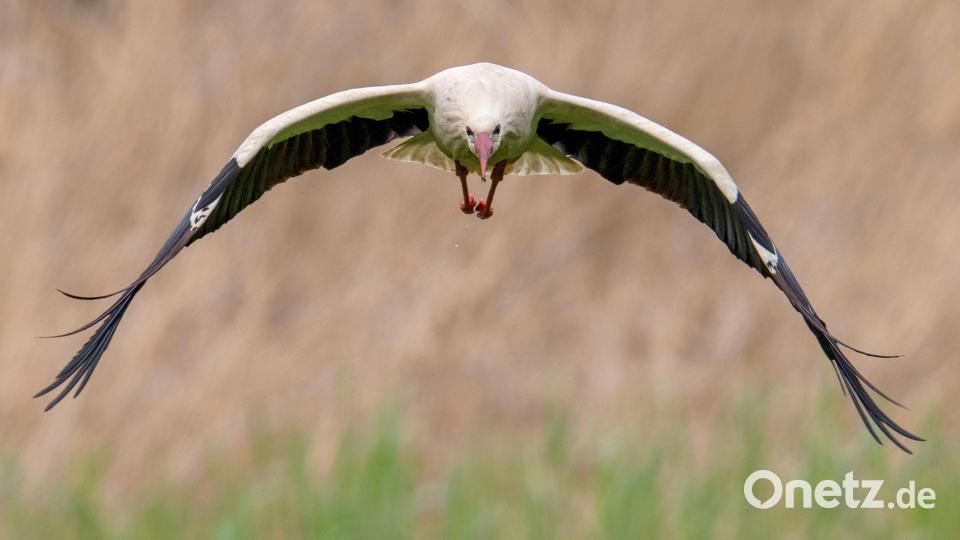 Im Anflug? Die Stadt Schönsee möchte Störchen einen "Wohnsitz" bieten. Symbolbild: Boris Roessler/dpa