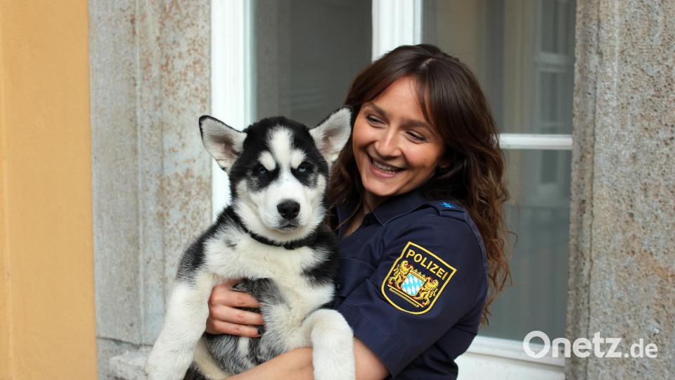 Der Husky befindet sich momentan sichtlich in guten Händen. Bild: Stolze/Polizeiinspektion Regensburg Süd/dpa