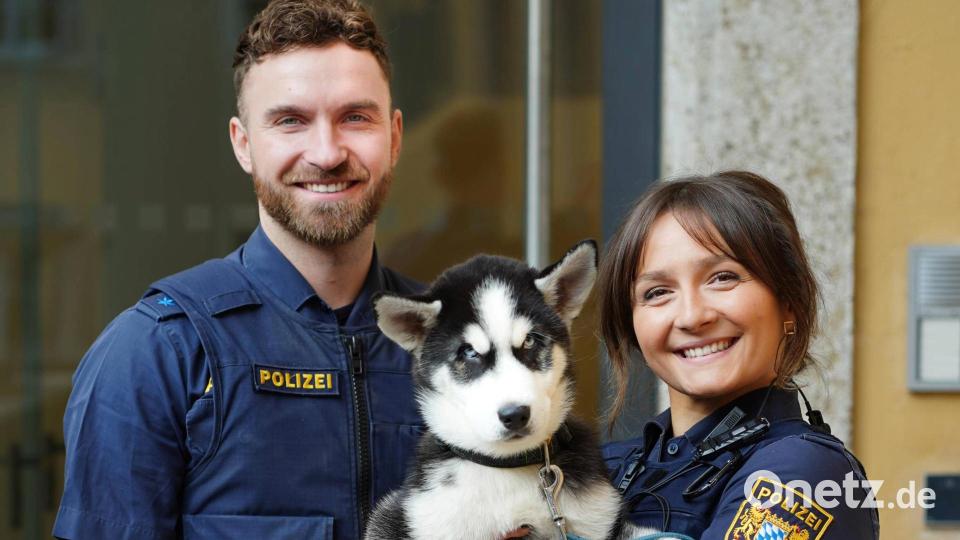 Ein kleiner Huskywelpe sucht in Regensburg seinen Besitzer. Bild: Tobias Weingärtner/Polizeipräsidium Oberpfalz