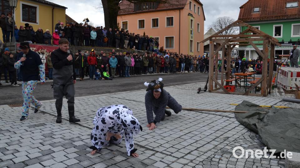 Die Ochsen sind für die Drohnensucher sehr gefährlich. Bild: gi