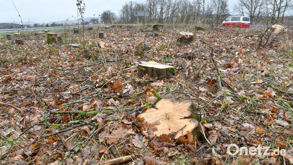 Die Rodungen entlang der Staatsstraße 2165 zwischen Theuern und Ebermannsdorf sind erforderlich, um hier die künftige Westumgehung an die bestehenden Straßen anzubinden. Bild: Petra Hartl