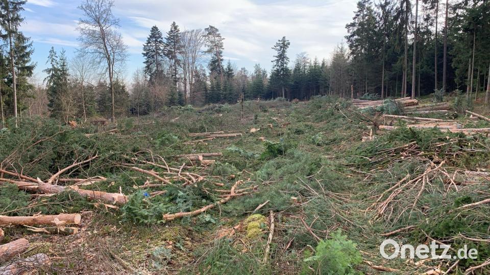 Im Raum Regensburg lässt Tennet bereits für den Süd-Ost-Link eine Trasse durch den Wald schlagen. Bild: Bürgerinitiative Brand/exb