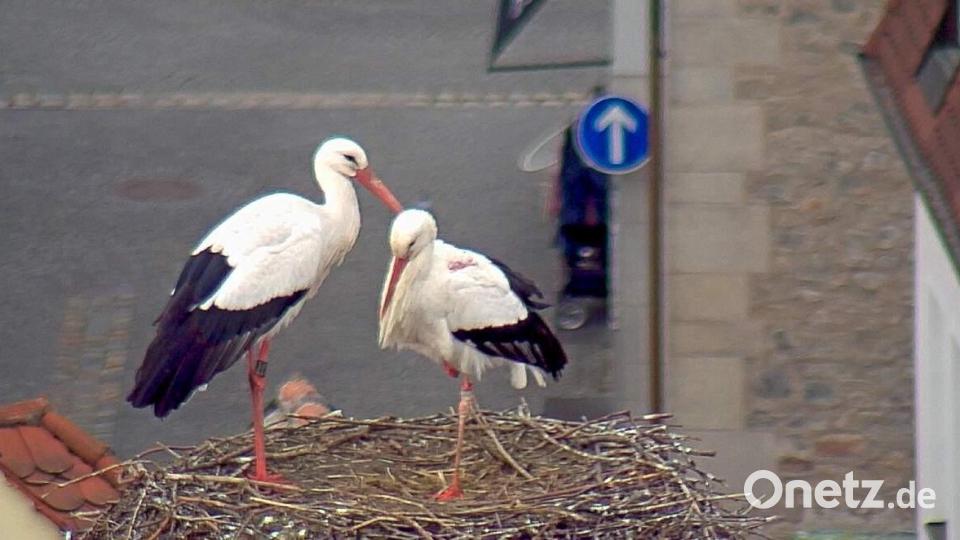 Der Weidener Storch mit der &quot;Schwedin&quot; im Horst am Alten Schulhaus. Screenshot: Storchen-Webcam Stadt Weiden