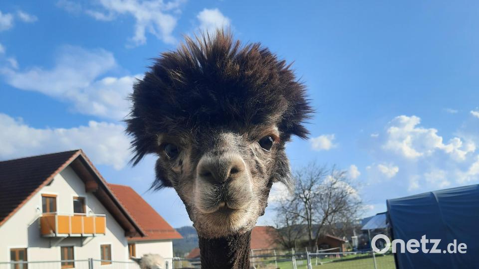 Alpaka Carlo schaut neugierig in die Kamera: Seit 2014 leben Alpakas auf dem Simmernhof in Thanstein. Zur Freude vieler Gäste. Bild: Sabrina Schafbauer