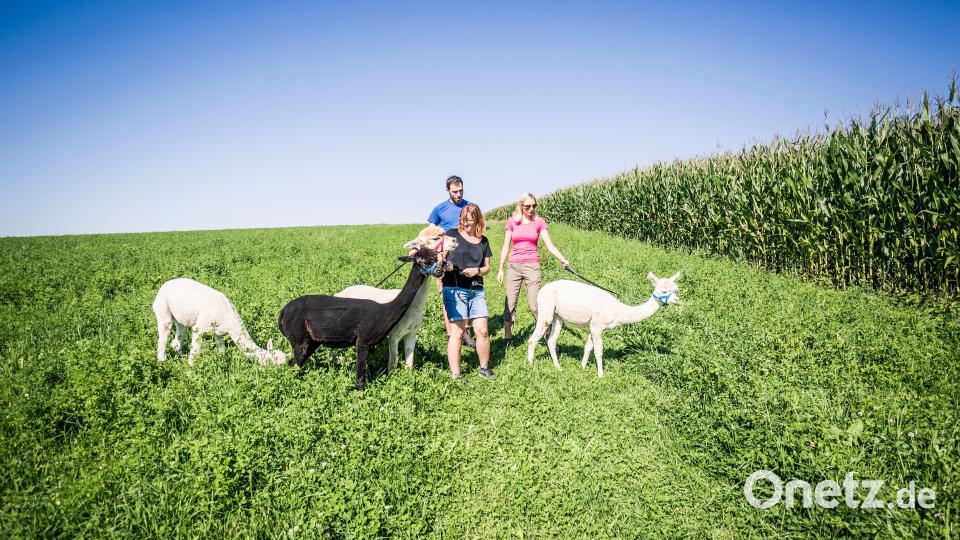 Familie Schafbauer bietet auf ihrem Simmernhof in Thanstein Alpakawanderungen für ihre Gäste an. Symbolbild: Thomas Kujat/exb
