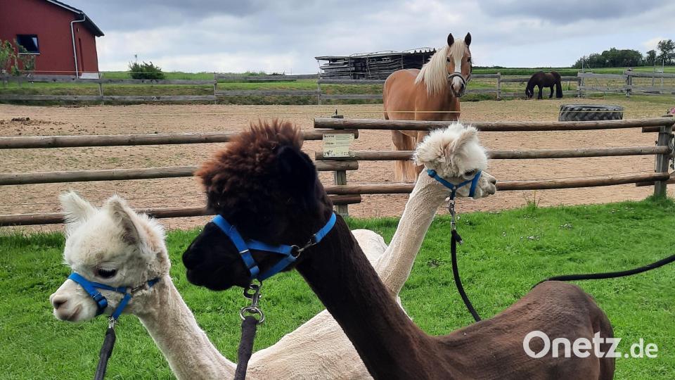 Charly, Pino und Alfredo, drei der insgesamt 16 Alpakas vom Simmernhof. Bild: Sabrina Schafbauer