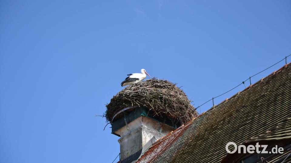 Der Tirschenreuther Storch ist Ende Februar aus seiner Winterresidenz zurückgekehrt. Bild: szl