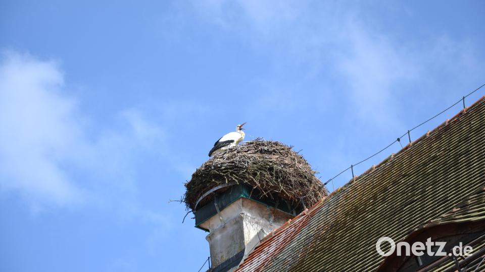 Angekommen bei milden Temperaturen Ende Februar muss der Tirschenreuther Storch zwar bei Sonnenschein, aber aktuell eisigen Winden ausharren. Bild: szl