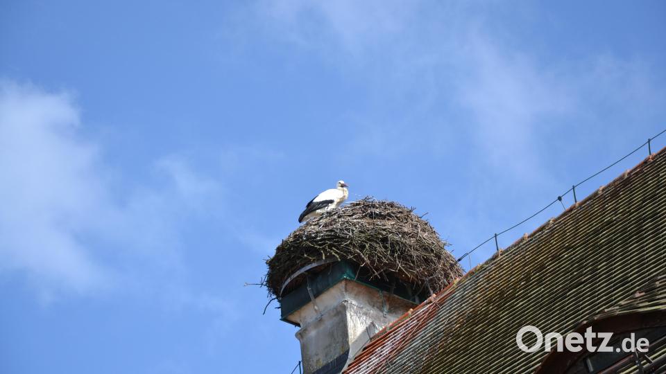 Der Tirschenreuther Storch ist Ende Februar aus seiner Winterresidenz zurückgekehrt. Bild: szl