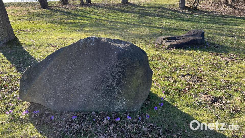 Um alle Steine auf der Liegewiese haben die Kinder die Krokusse im Herbst 2022 eingepflanzt. Bild: nza