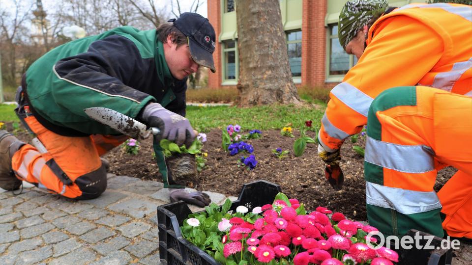 Die Mitarbeiter der Stadtgärtnerei haben heuer etwas früher mit der Frühjahrsbepflanzung begonnen. Bild: Pressestelle Stadt Weiden/exb
