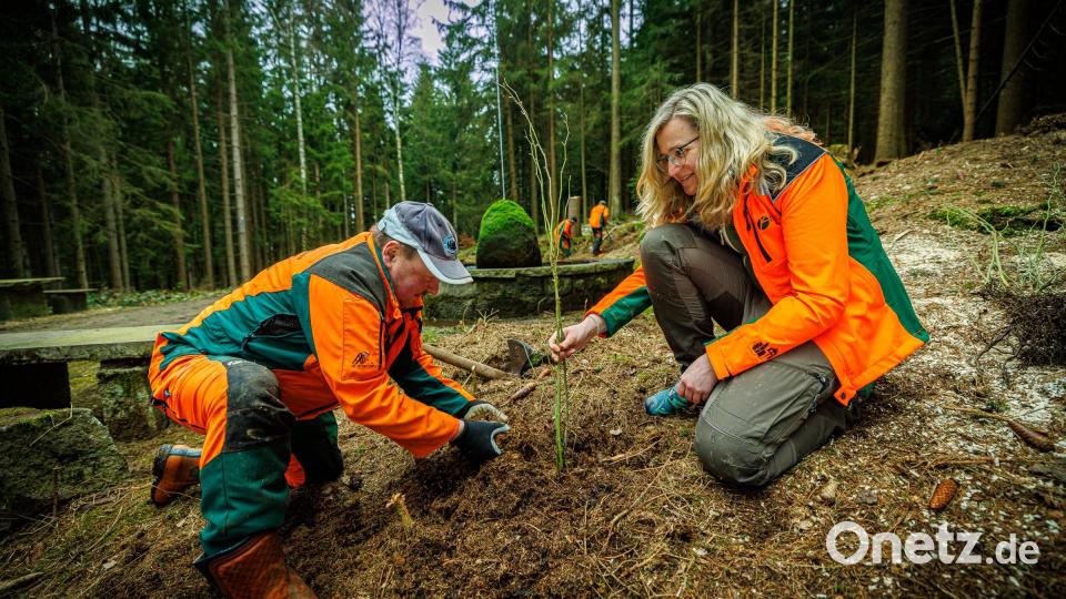 Försterin Katharina Bäcker vom Forstbetrieb Fichtelberg pflanzt gemeinsam mit Forstwirt Harald Benker Heckenrosen beim Spritzbrunnen am Fuße der Kösseine. Bild: Martin Hertel/exb