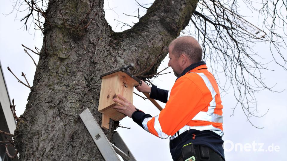 Pestalozzischüler bauen Nistkästen für Vögel im Stadtgebiet Bild: Pressestelle Stadt Weiden i. d. OPf./exb