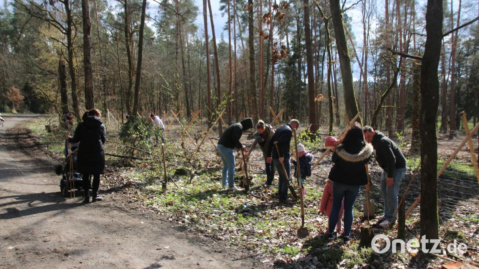 Über 30 Elternpaare nutzten die Chance für ihren Nachwuchs einen Wildapfel-Baum zu pflanzen. Bild: sne