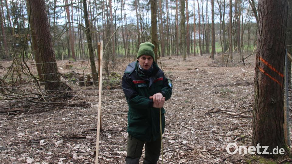 Forstrevierleiter Martin Gottsche will die Wälder fit für den Klimawandel machen. Bild: sne