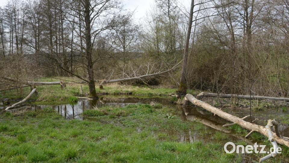 Die Biber waren am Pflaumbach unmittelbar an der Kreisstraße NEW 32 sehr aktiv. Bild: bey