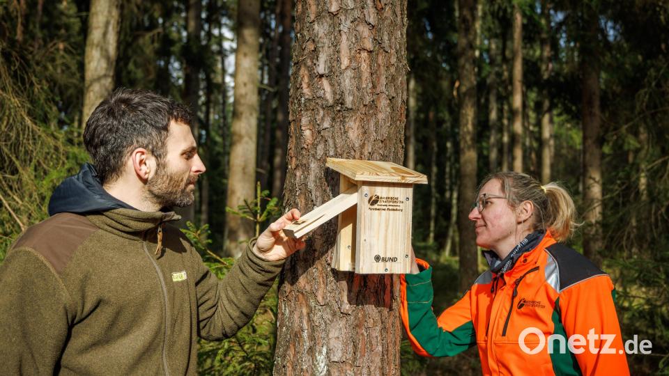 Katharina Bäcker, Försterin bei den Bayerischen Staatsforsten, und Naturpark-Ranger Nico Daume montieren an einem Baum bei Rodenzenreuth eine Nisthöhle für Gartenschläfer. Bild: Martin Hertel/exb