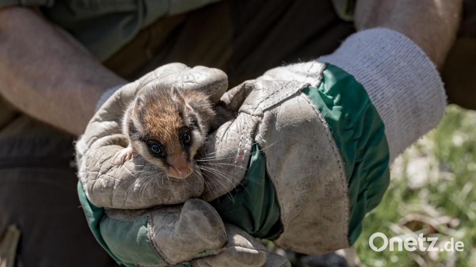 Der Gartenschläfer, ein etwa 15 Zentimeter langer Bilch mit einer schwarzen „Zorro-Maske“, ist nahe verwandt mit Siebenschläfer und Haselmaus. Bild: Martin Hertel/exb