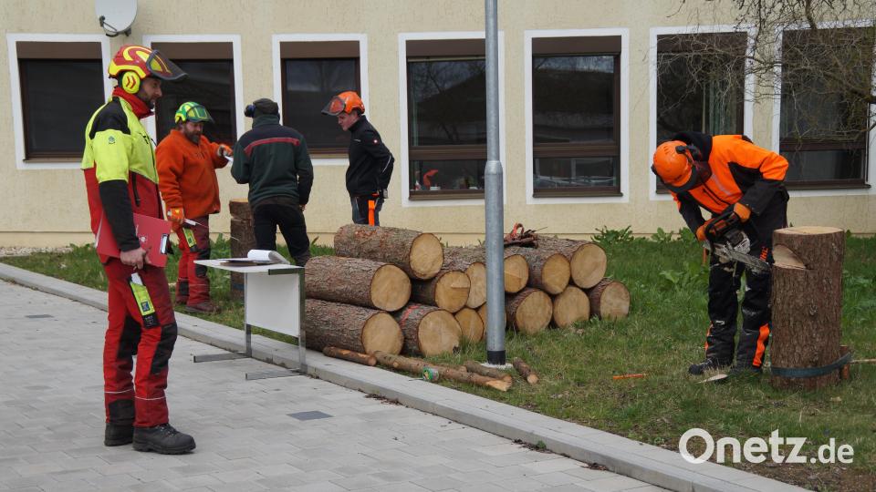 Unter den Augen der Schiedsrichter sägen die Auszubildenden den Kerbschnitt in den Stamm. Bild: wel