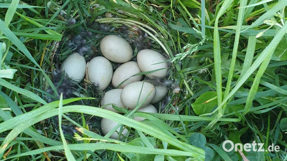 Vögel legen ihre Eier ins hohe Gras. Beschnuppert ein Hund das Nest, verstößt die Vogelmama aufgrund des fremden Dufts ihren Nachwuchs. Bild: Susanne Kunisch