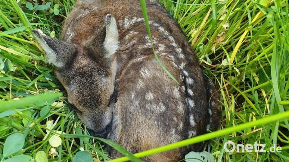 Ein Rehmutter versteckt ihre Kitze im hohen Gras. Hunde können trotzdem die Fährte aufnehmen und das Jungtier gefährden. Bild: Susanne Kunisch