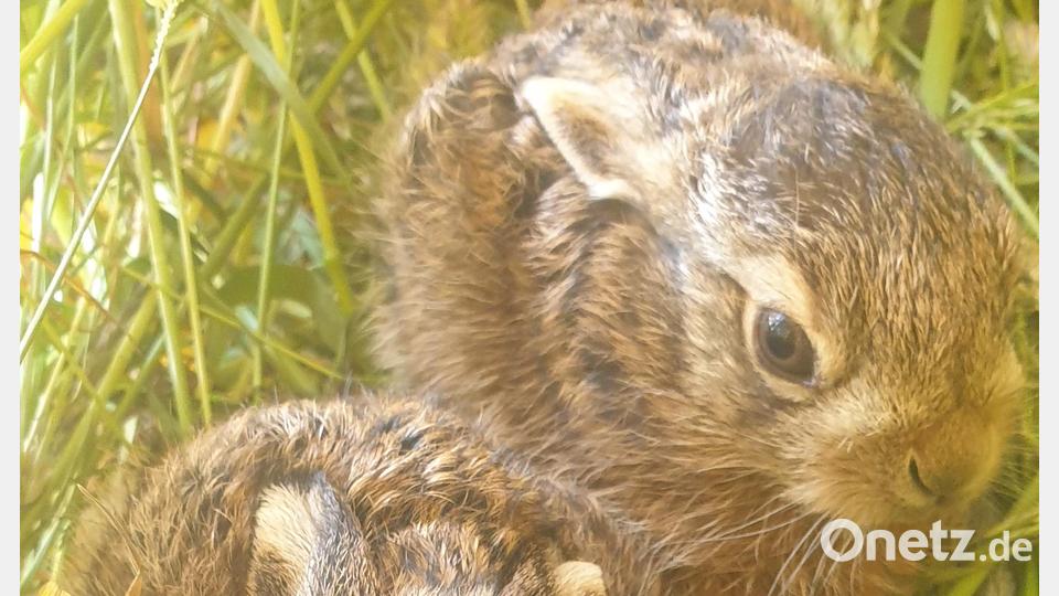 Verletzte Hasen sind zur Brut- und Setzzeit keine Seltenheit. Die Rehkitzretter möchten aufklären. Bild: Susanne Kunisch