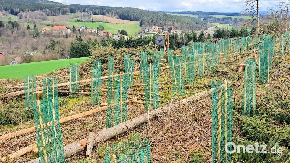 Damit die Pflanzen gut anwachsen, wäre ein feuchtes und kühles Frühjahr von Vorteil. Bild: Sophia Sackmann/exb