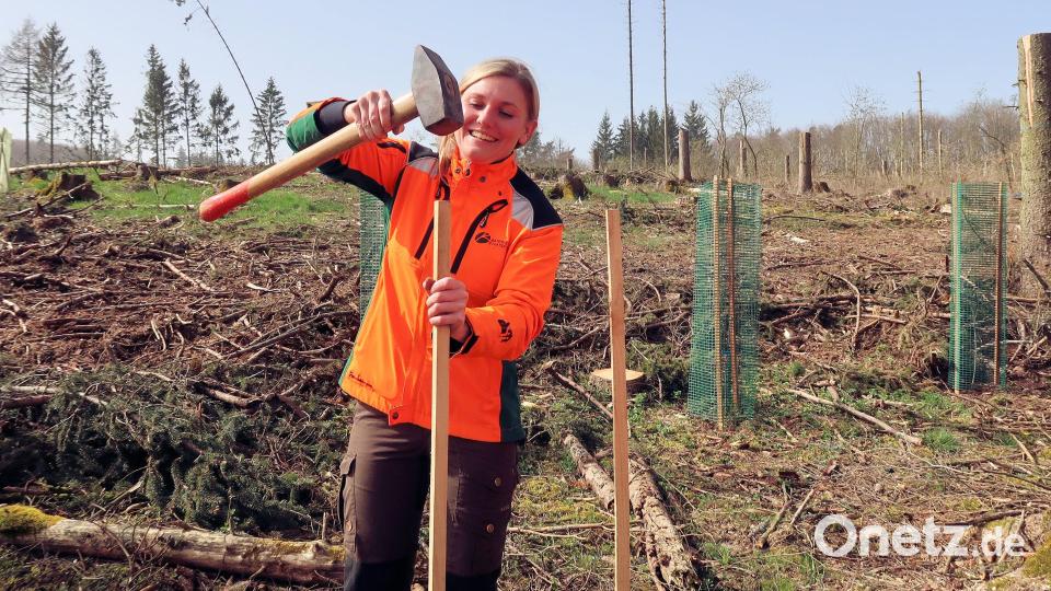 Nach der Neupflanzung schlägt Sophia Sackmann jeweils zwei Pfähle neben die Bäumchen in den Waldboden und befestigt daran eine Gitterhülle gegen Verbiss durch Rehwild. Bild: bsc