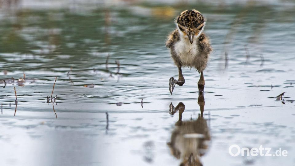 Der Kiebitz (Vanellus vanellus), hier ein wildes Küken in einem Garten an einer Bucht, ist der Vogel des Jahres. Symbolbild: Xinhua|/Then Chih Wey/dpa