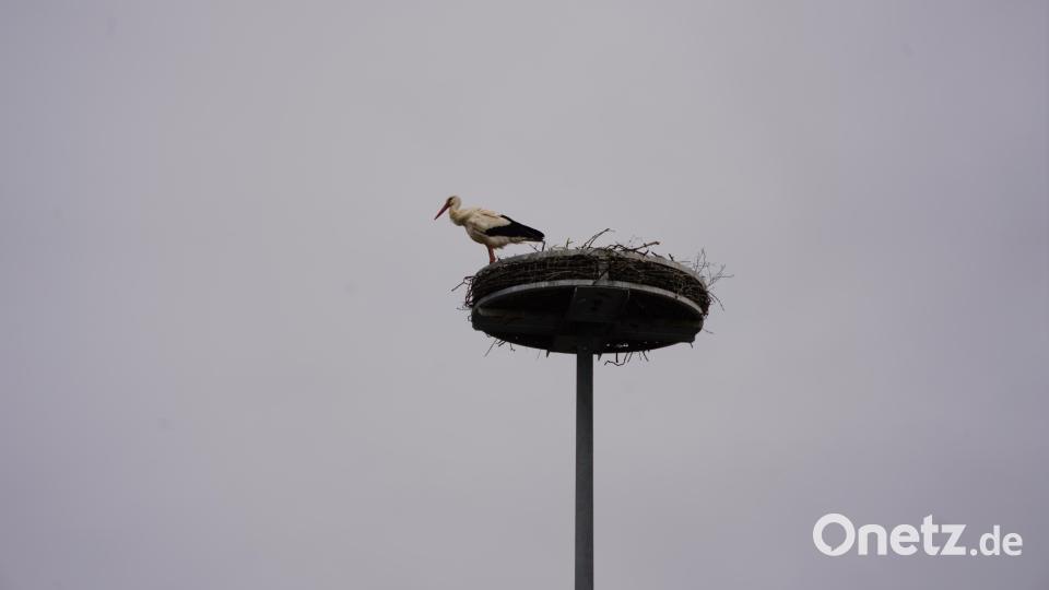 Im Storchennest auf dem Lichtmast bei Lukas-Anlagenbau machen es sich die Albersriether Störche gemütlich. Bild: fvo