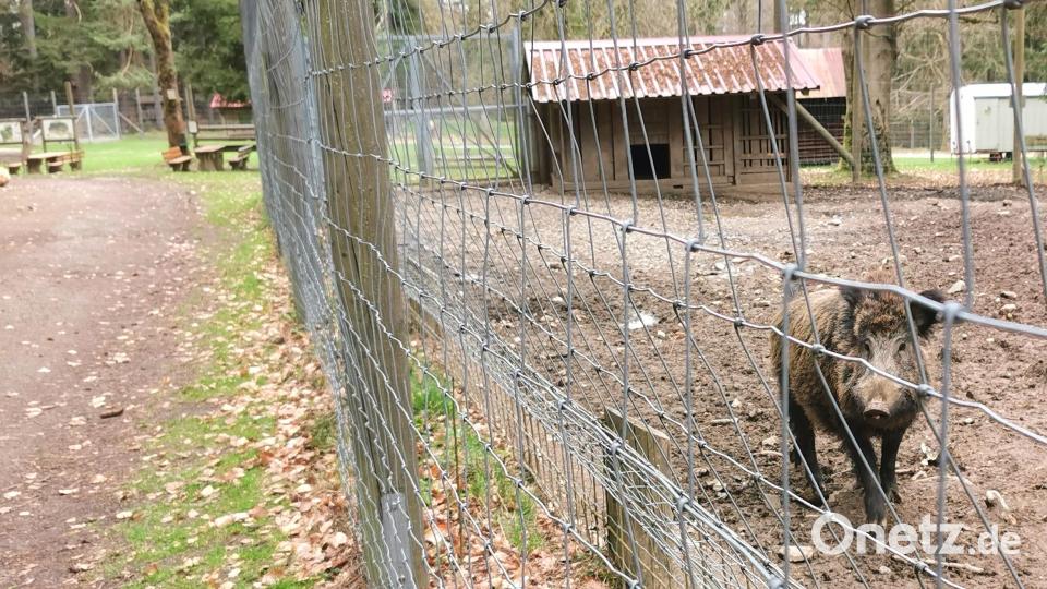 Wildschweine im Wildpark Eslarn. Bild: Portner