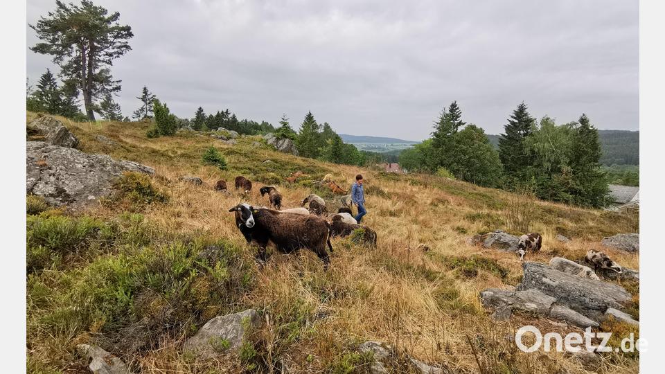 Im Sommer beweiden Krainer-Schafe das Naturdenkmal Hochfels bei Stadlern. Archivbild: Portner