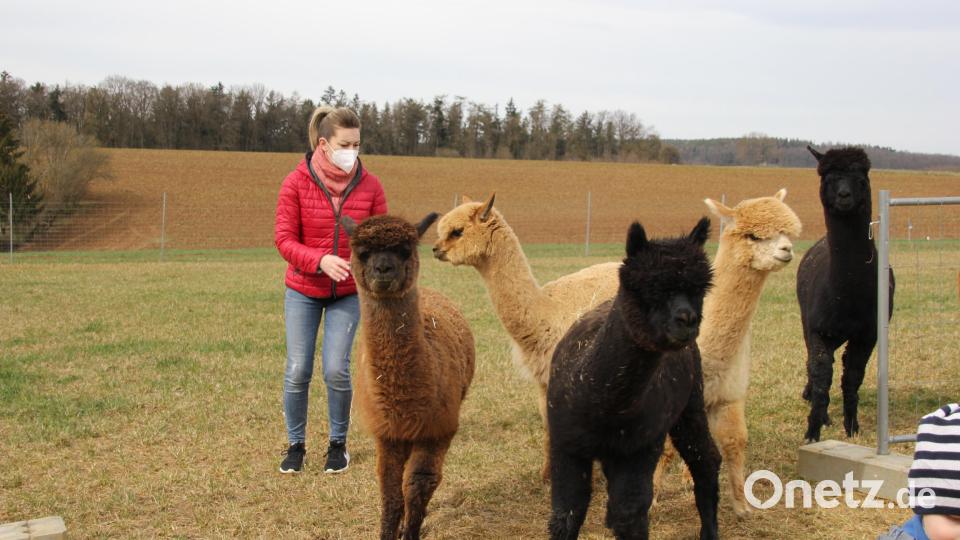 Anita Spangler schwärmt von ihrer Arbeit und den Umgang mit ihren neun Alpakas. Bild: ads