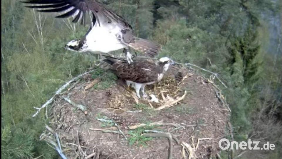Um drei Eier kümmern sich die Fischadler am Rußweiher in Eschenbach. Bild: Screenshot Fischadler Eschenbach Livestream/exb