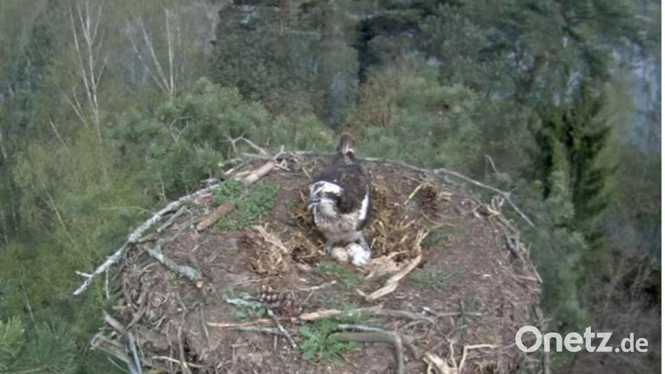 Drei Eier liegen im Horst der Fischadler in Eschenbach. Bild: Screenshot Fischadler Eschenbach LiveStream/exb