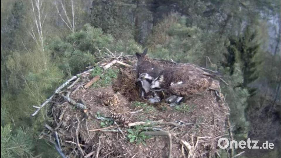 Drei Eier liegen im Horst der Fischadler am Rußweiher in Eschenbach. Bild: Screenshot Fischadler Eschenbach LiveStream/exb