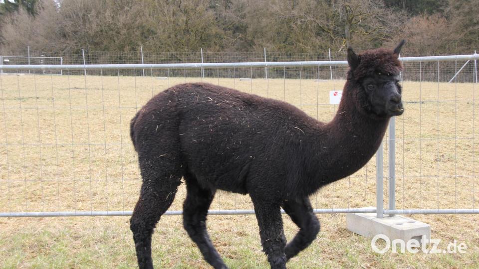 Der Schwarze ist der Größte in der Herde, aber auch der Scheuste. Er muss Menschen, die in seinem Umfeld auftauchen, erst einmal genau beäugen, bevor er sich ihnen nähert. Bild: ads