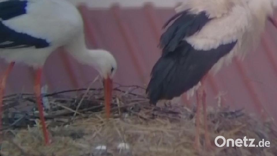 Wie die Momentaufnahme des Videos beweist, liegen derzeit zwei Storcheneier im Nest auf dem Dach des Pfarrheimes in Falkenberg. Bild: Storchencam Falkenberg/Joachim Zrenner/exb