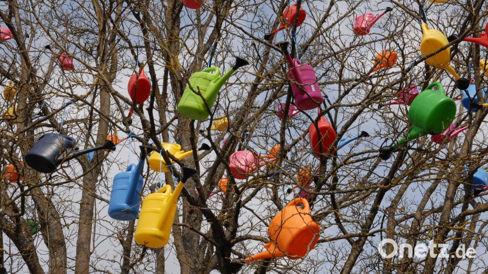 Der Schmidmühlener Gießkannenbaum. Bild: pop