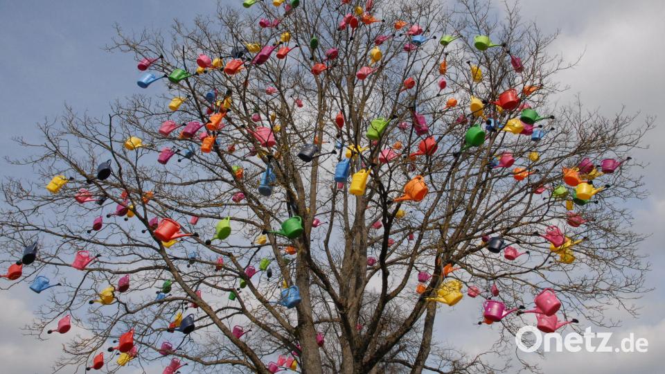 Der Schmidmühlener Gießkannenbaum. Bild: pop