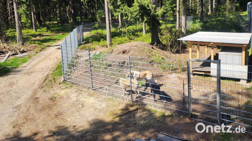 Das neue Gehege für die Herdenschutzhunde im Wildpark Mehlmeisel. Bild: Wildpark Mehlmeisel/exb