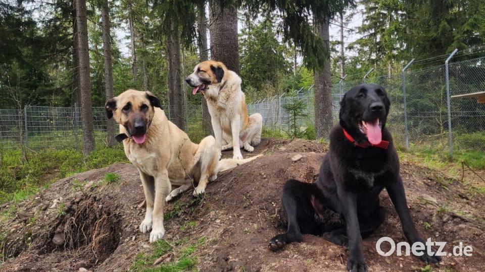 Die Herdenschutzhunde im Wildpark Mehlmeisel fühlen sich wohl. Bild: Wildpark Mehlmeisel/exb